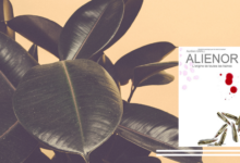« ALIENOR » par Aurelien Grall